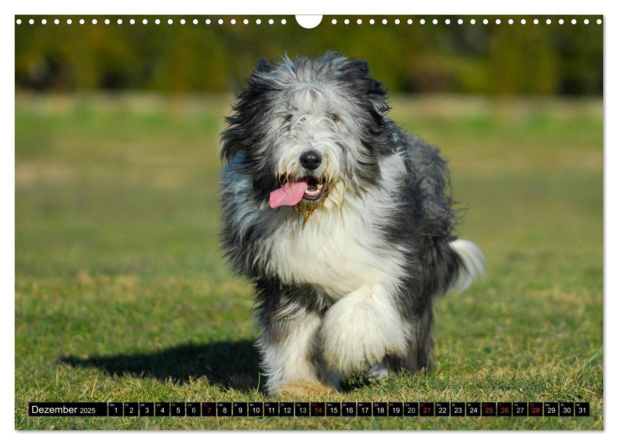 Bild: 9783435573509 | Liebenswerter Clown Bearded Collie (Wandkalender 2025 DIN A3 quer),...