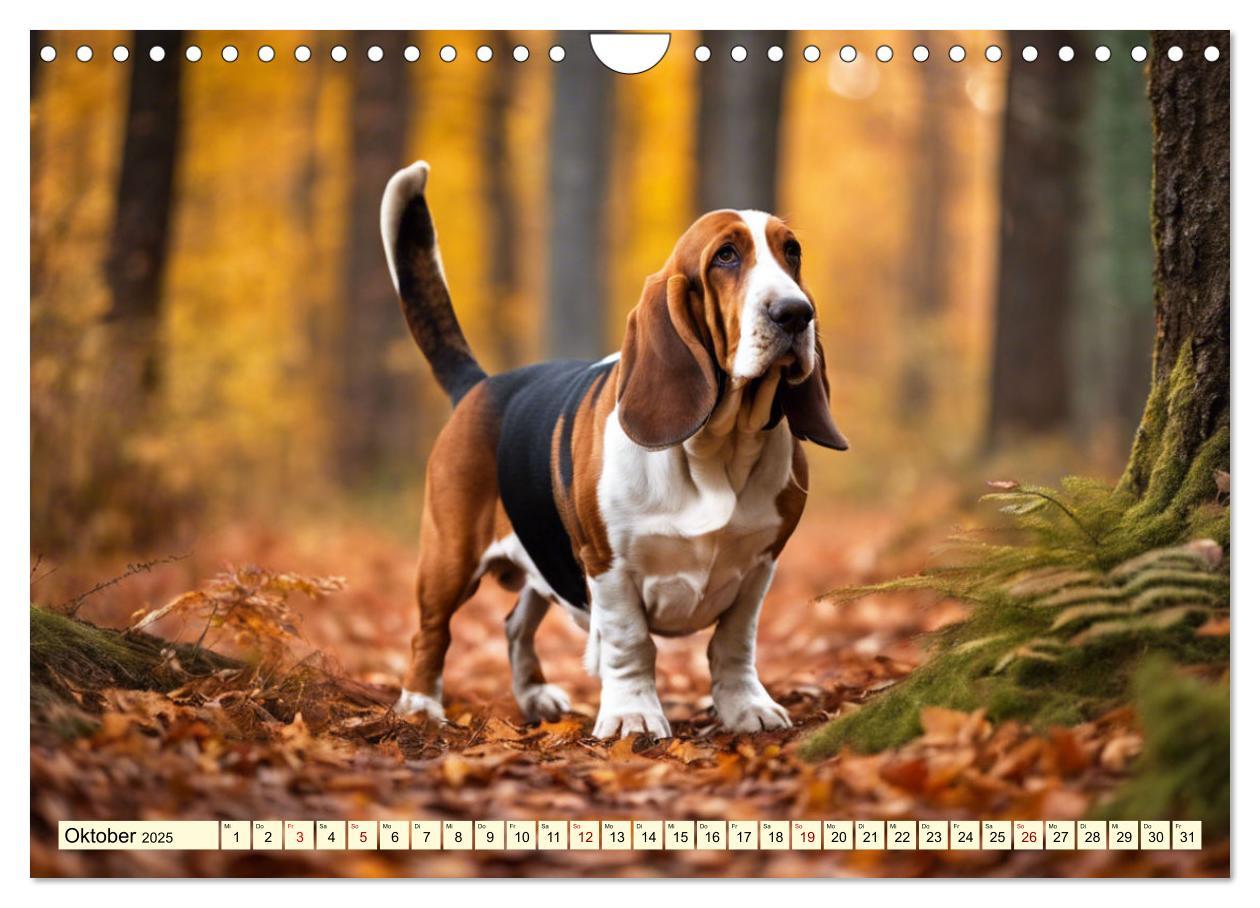 Bild: 9783457054208 | Basset Hound - unverkennbar (Wandkalender 2025 DIN A4 quer),...