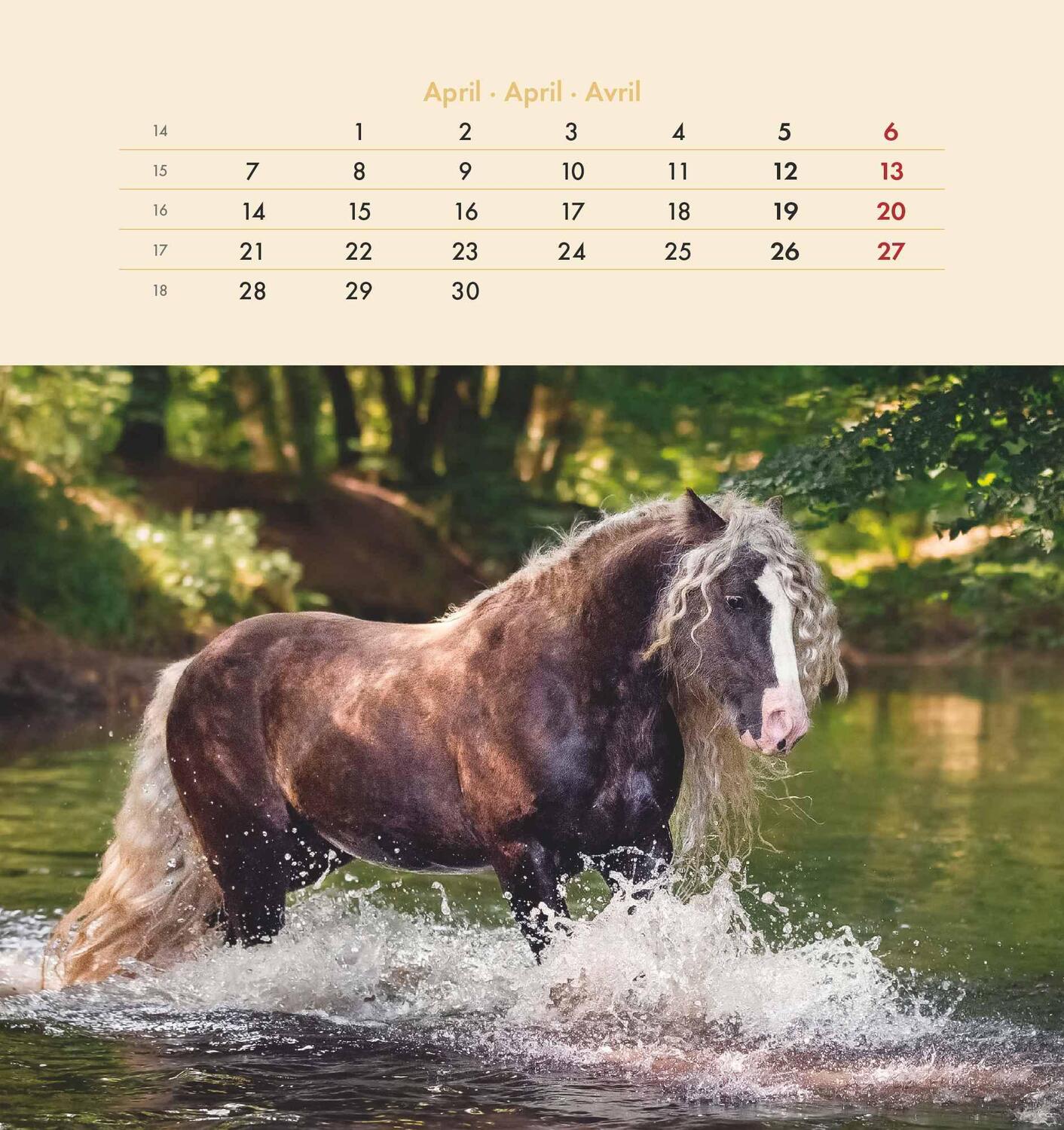 Bild: 4251732342302 | Pferde 2025 - Postkartenkalender 16x17 cm - Horses - zum Aufstellen...