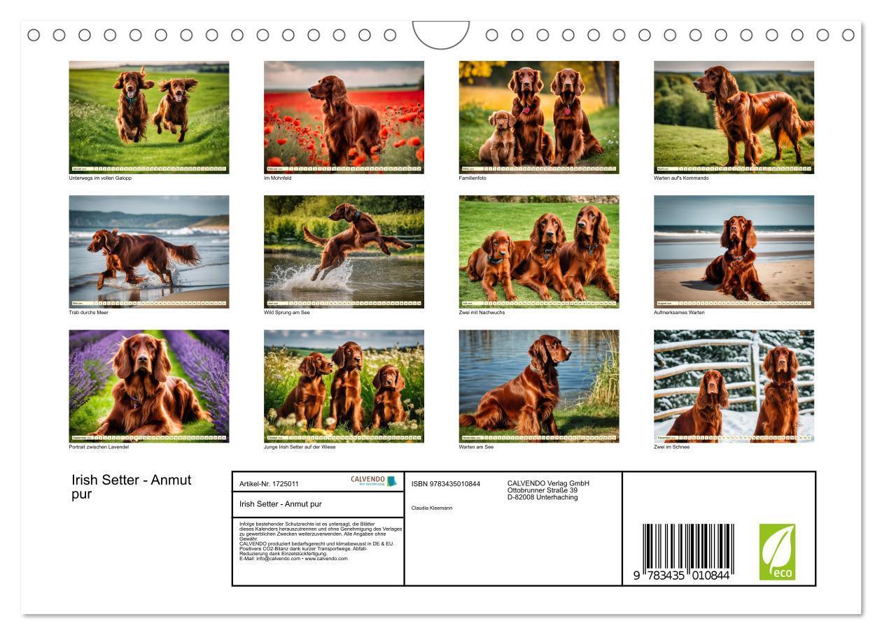 Bild: 9783435010844 | Irish Setter - Anmut pur (Wandkalender 2025 DIN A4 quer), CALVENDO...