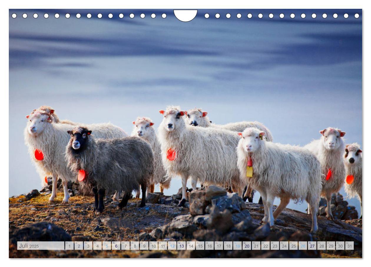 Bild: 9783435185337 | Schafe - Raues Wetter, weiche Wolle (Wandkalender 2025 DIN A4...