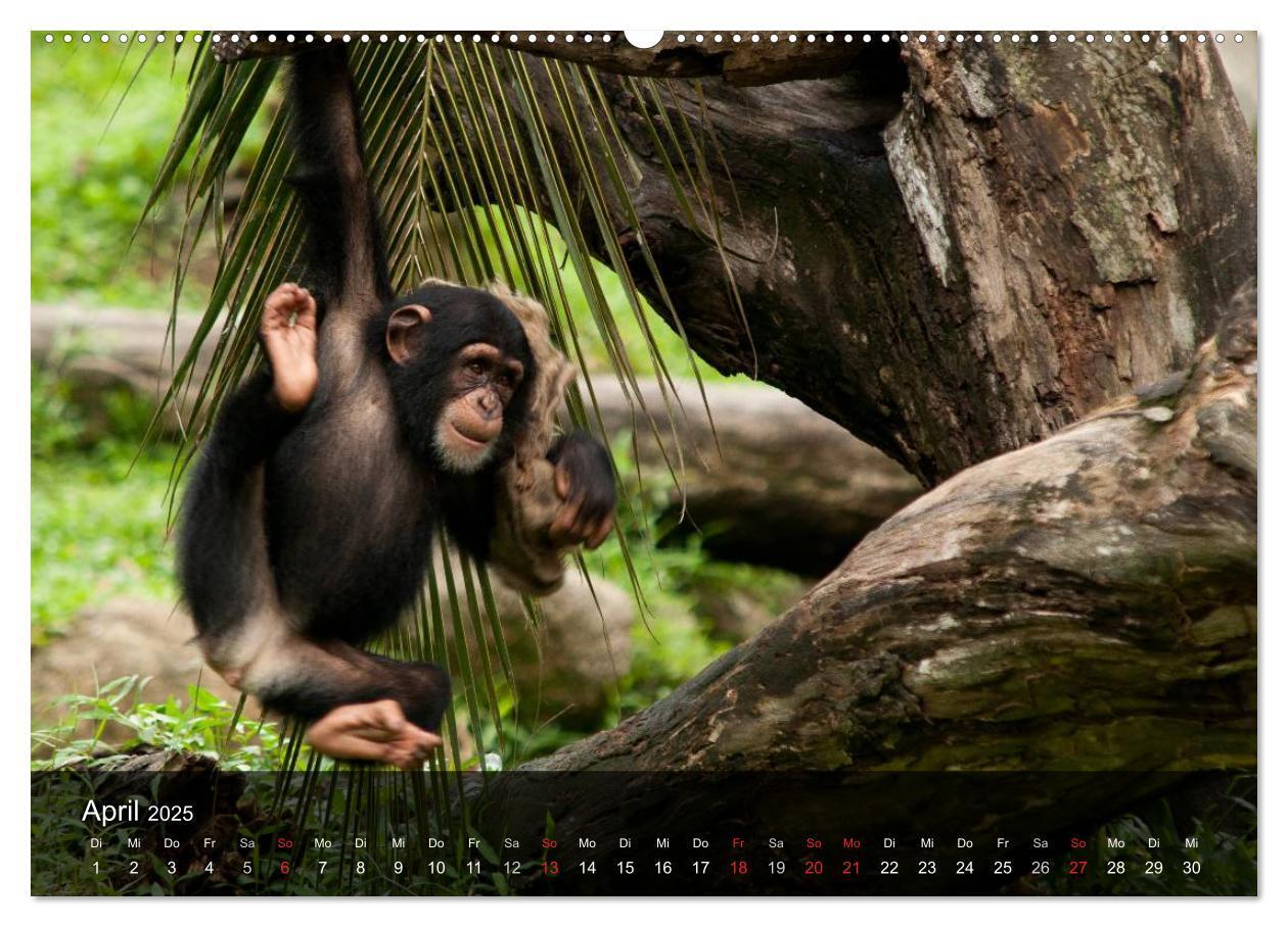 Bild: 9783435623549 | Menschenaffen. Gorillas, Schimpansen, Orang-Utans (Wandkalender...