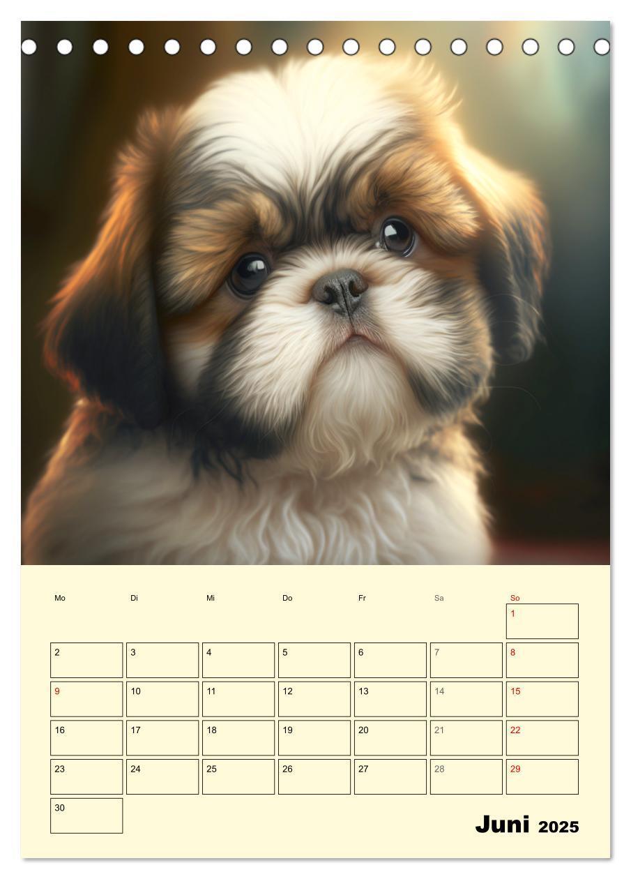 Bild: 9783435874514 | Shih Tzu Alarm. Glückliche Wuschelköpfe (Tischkalender 2025 DIN A5...