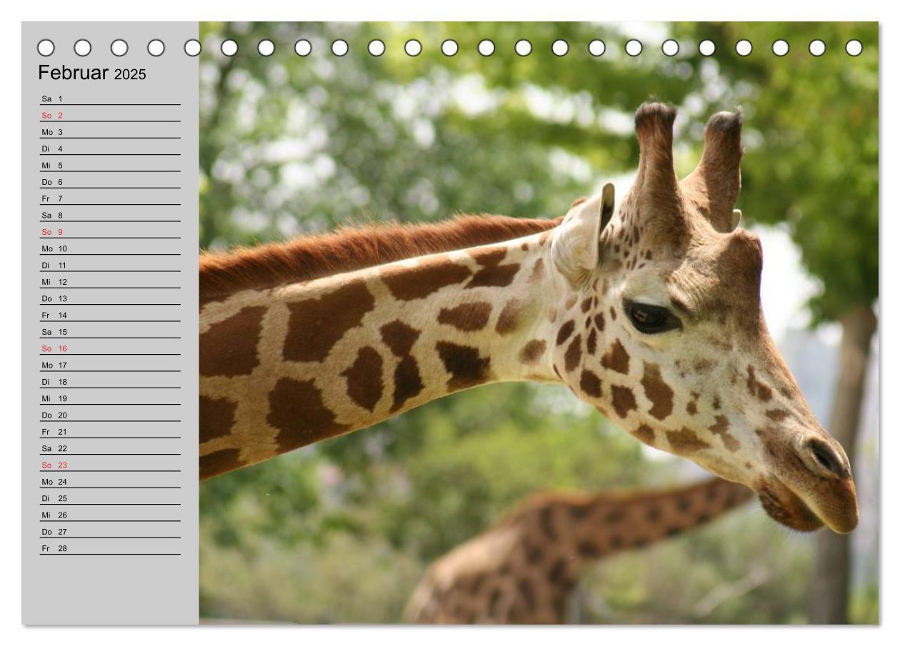 Bild: 9783435534012 | Giraffen. Dem Himmel so nah (Tischkalender 2025 DIN A5 quer),...