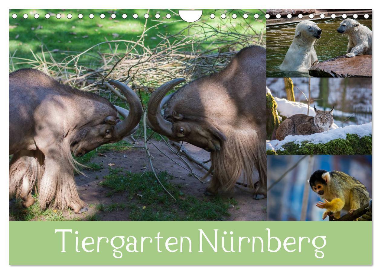 Cover: 9783675693746 | Tiergarten Nürnberg (Wandkalender 2024 DIN A4 quer), CALVENDO...