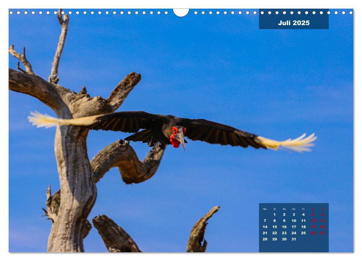 Bild: 9783435030613 | Die bunte Vogelwelt im Kruger National Park (Wandkalender 2025 DIN...