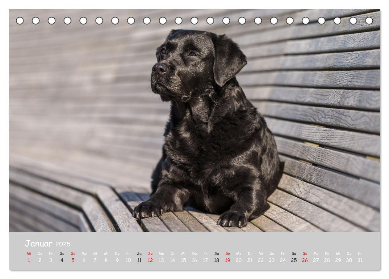 Bild: 9783435531158 | Liebenswerter Labrador 2025 (Tischkalender 2025 DIN A5 quer),...