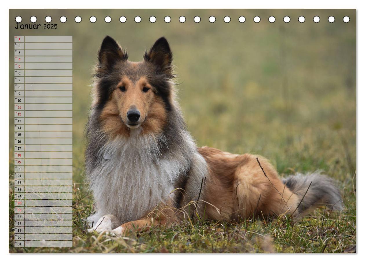 Bild: 9783435412259 | Highland Hawk Fame - Ein Collie begleitet durch das Jahr...