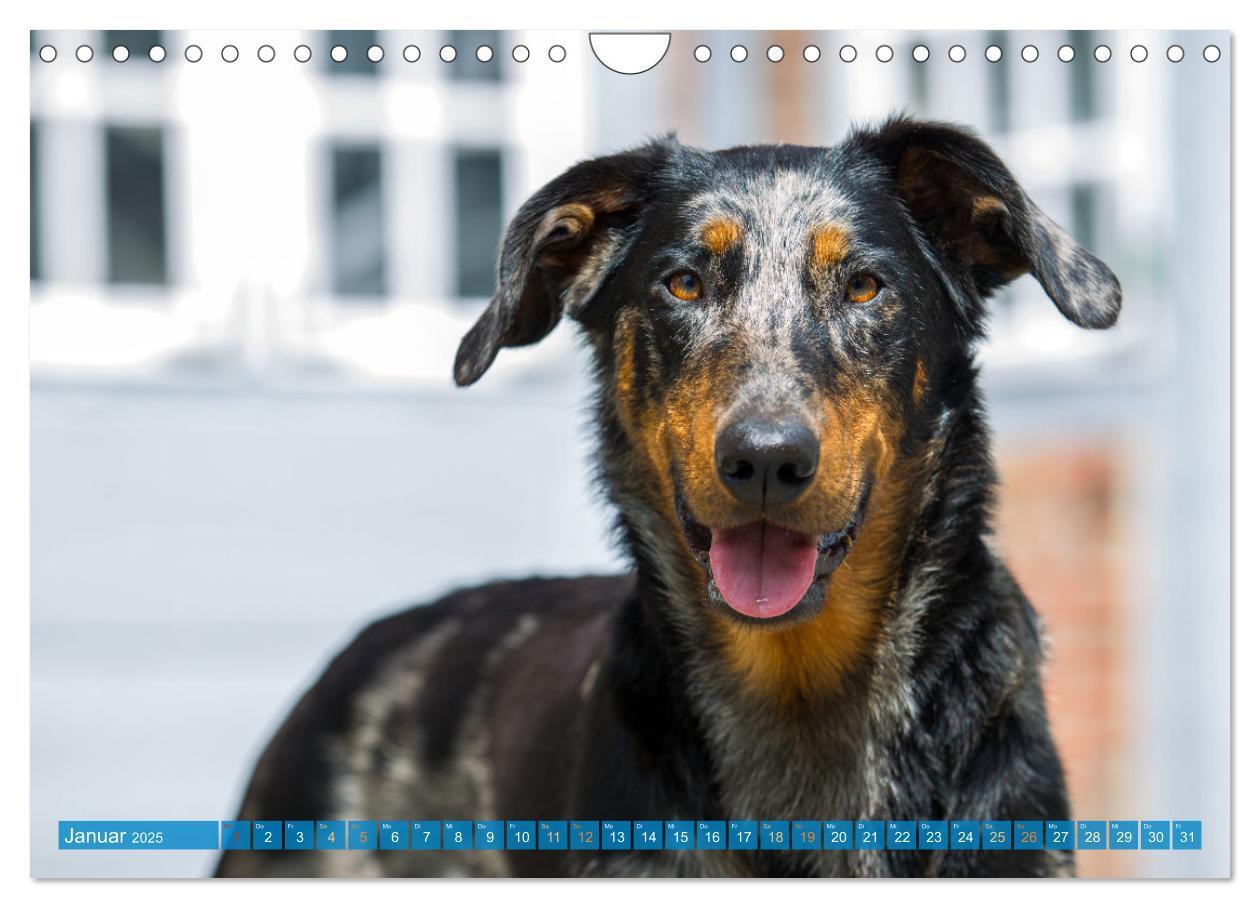 Bild: 9783457197196 | Der Beauceron (Wandkalender 2025 DIN A4 quer), CALVENDO Monatskalender