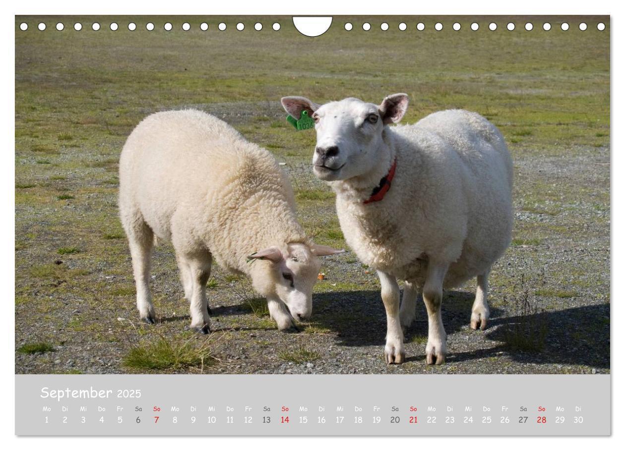 Bild: 9783435524099 | Ganz schön Schaf (Wandkalender 2025 DIN A4 quer), CALVENDO...