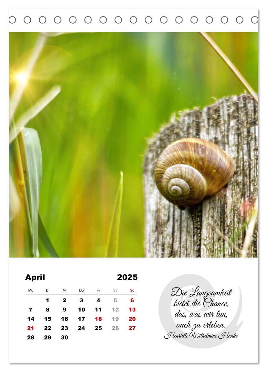 Bild: 9783435899906 | Schnecklein (Tischkalender 2025 DIN A5 hoch), CALVENDO Monatskalender