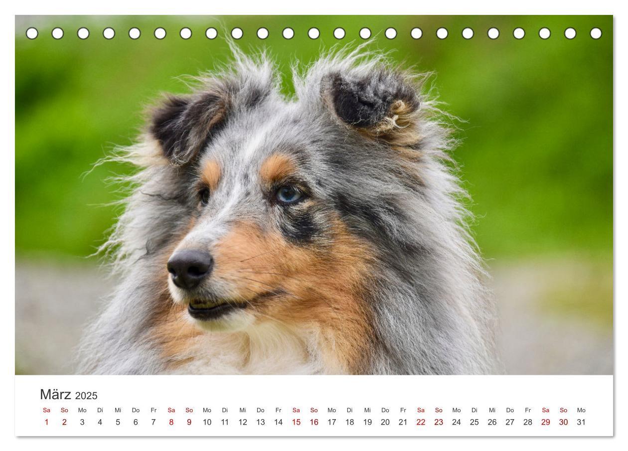 Bild: 9783383916519 | Shelties - Die zuckersüßen Vierbeiner. (Tischkalender 2025 DIN A5...