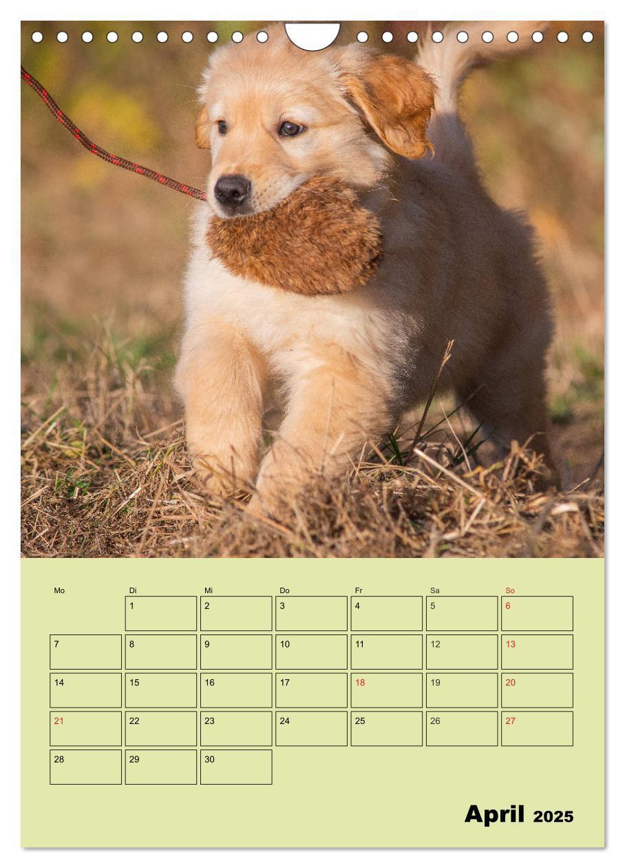 Bild: 9783435960316 | Jahresplaner Golden Retriever (Wandkalender 2025 DIN A4 hoch),...