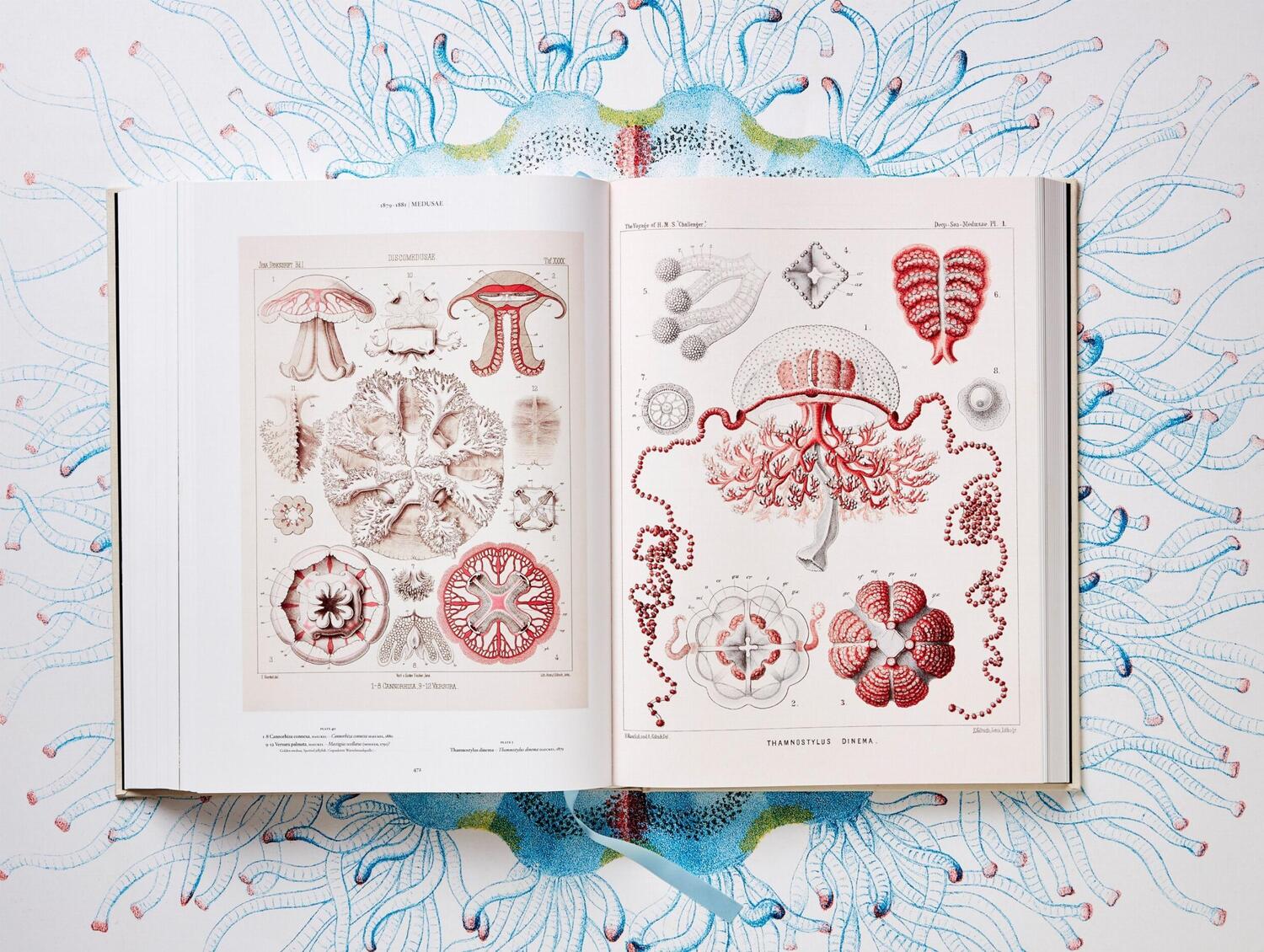 Bild: 9783836526463 | The Art and Science of Ernst Haeckel | Julia Voss (u. a.) | Buch
