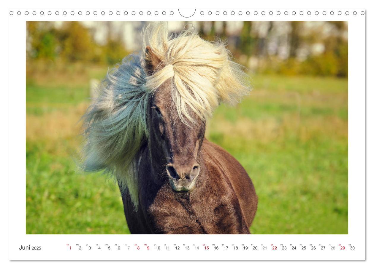 Bild: 9783435694525 | Der Pferdekalender (Wandkalender 2025 DIN A3 quer), CALVENDO...