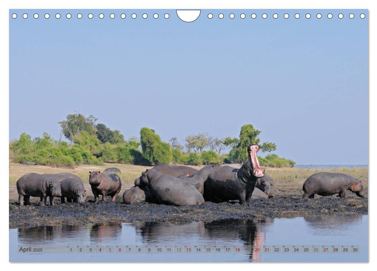 Bild: 9783435761456 | Flusspferde Magie des Augenblicks - Hippos in Afrika (Wandkalender...