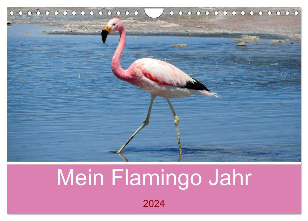 Cover: 9783675735842 | Mein Flamingo Jahr (Wandkalender 2024 DIN A4 quer), CALVENDO...