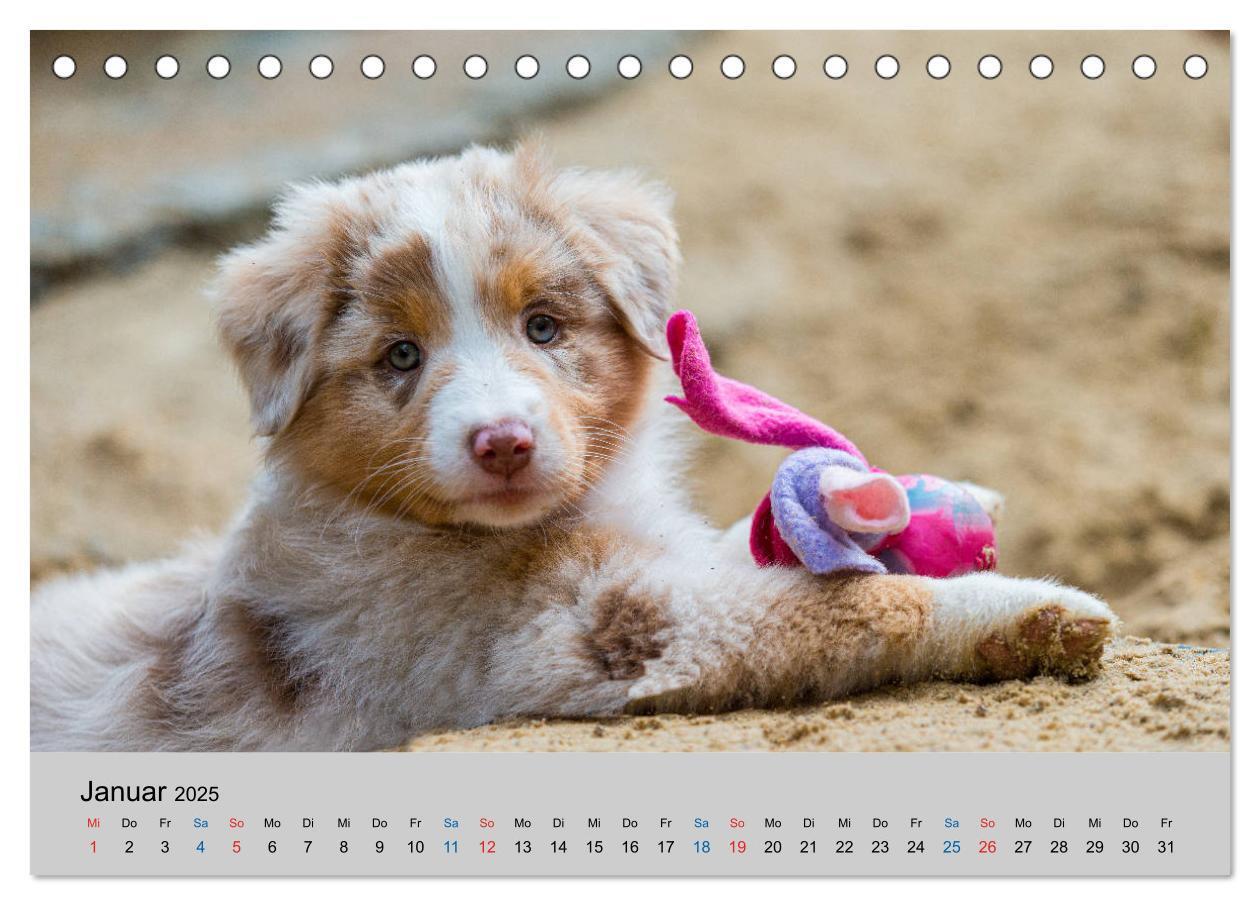 Bild: 9783435150335 | Australian Shepherd Welpen 2025 (Tischkalender 2025 DIN A5 quer),...