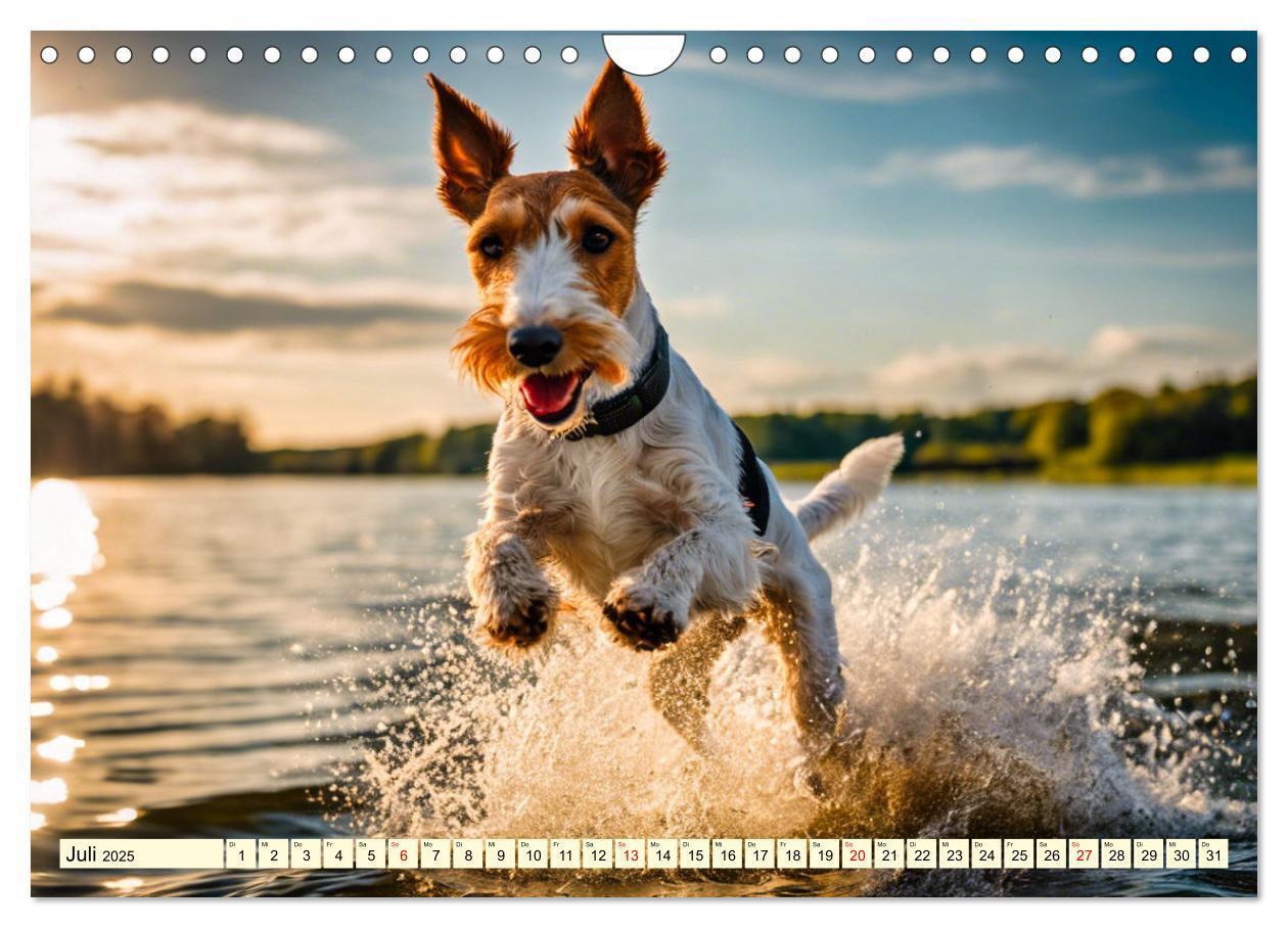 Bild: 9783435690367 | Drahthaar-Foxterrier (Wandkalender 2025 DIN A4 quer), CALVENDO...