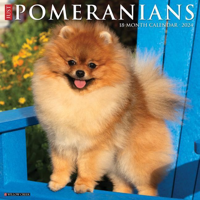 Cover: 9781549234958 | Just Pomeranians 2024 12 X 12 Wall Calendar | Willow Creek Press