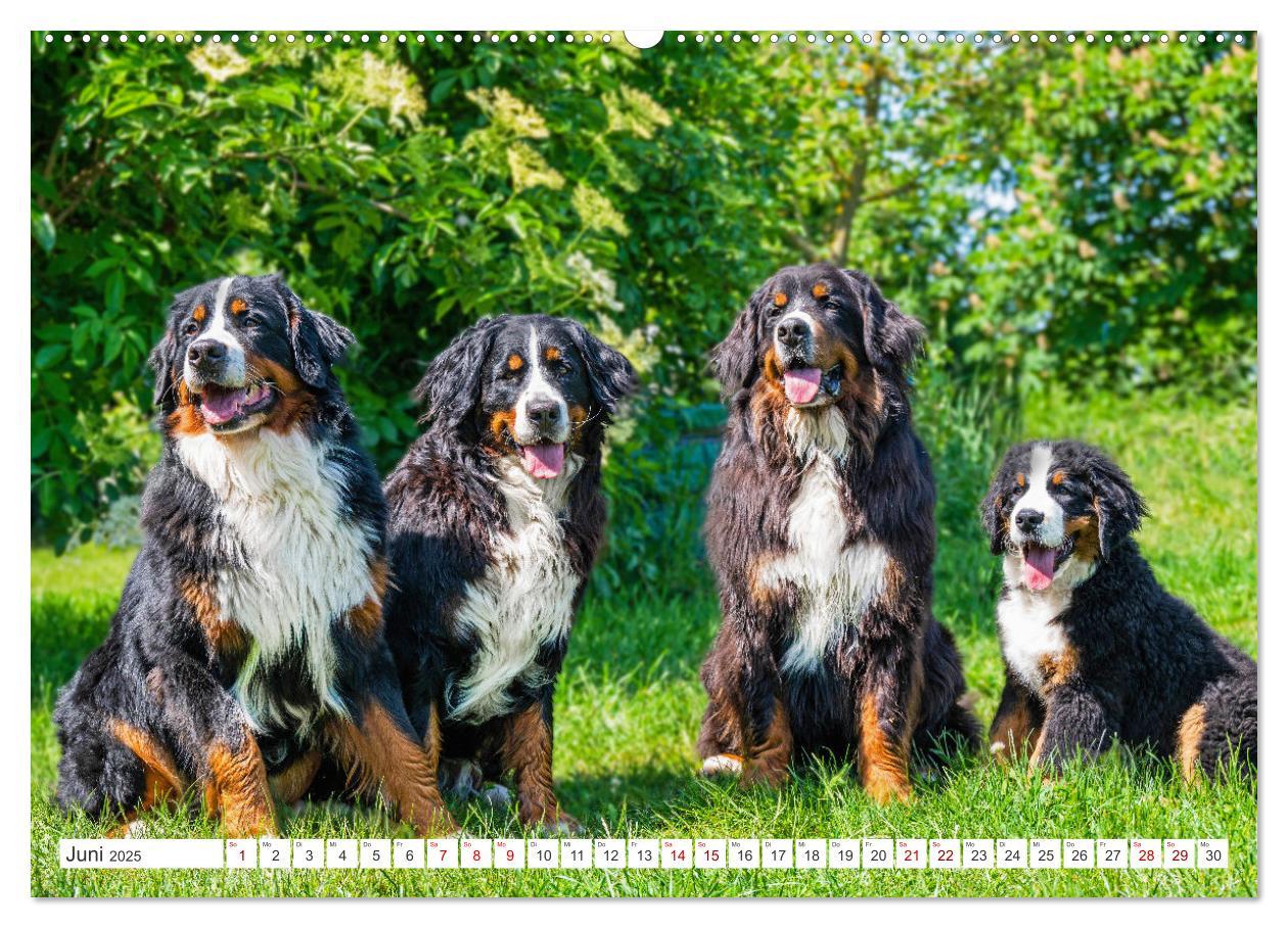 Bild: 9783383848292 | Berner Sennenhund - Ein Freund auf vier Pfoten (Wandkalender 2025...