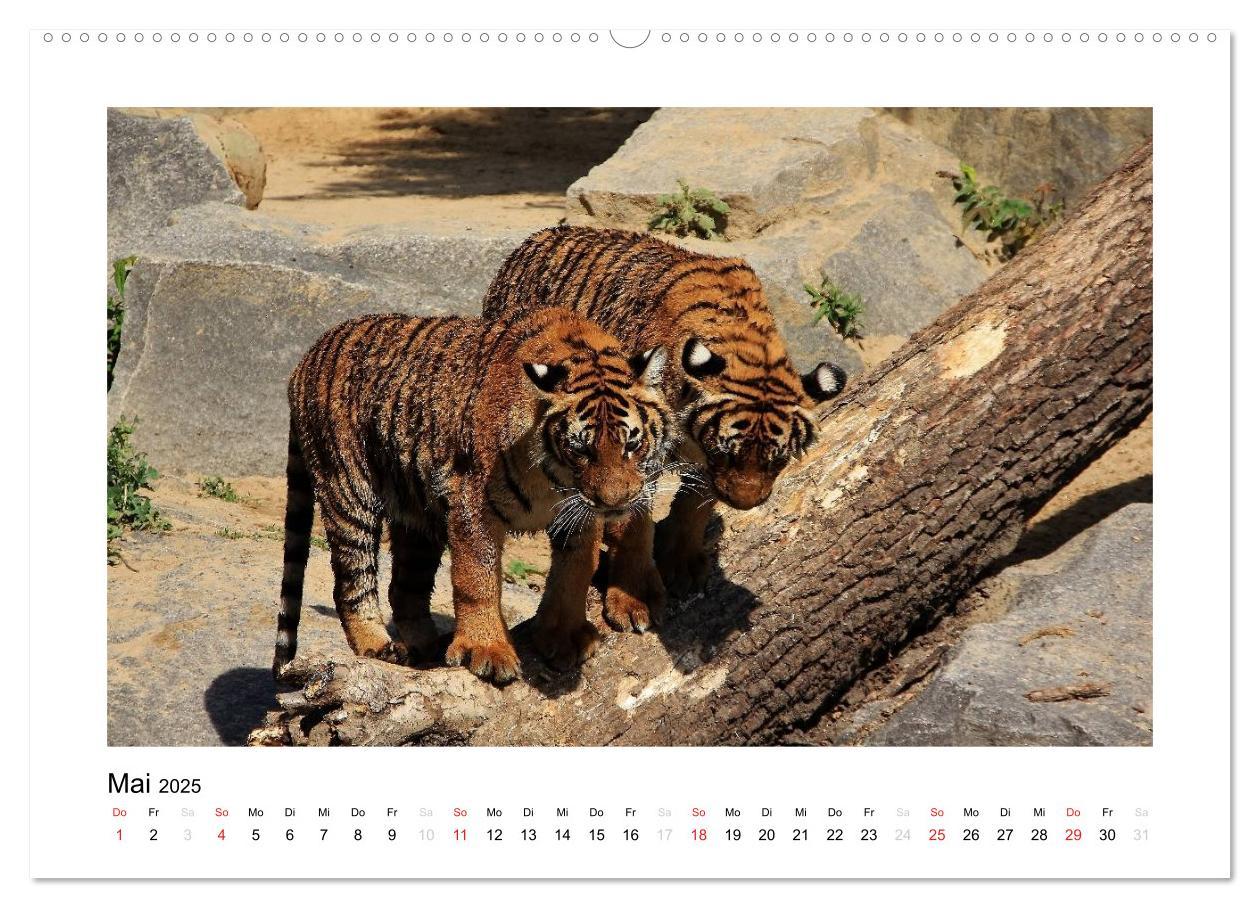 Bild: 9783435754298 | Tiger 2025 (Wandkalender 2025 DIN A2 quer), CALVENDO Monatskalender