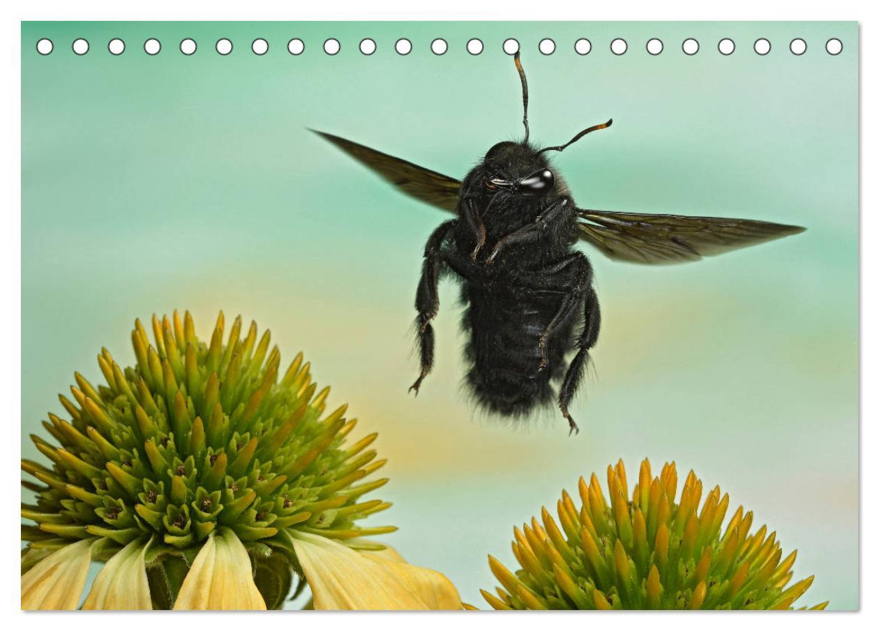 Bild: 9783435219681 | Sechs Beine in der Luft - Wildbienen im Flug (Tischkalender 2025...