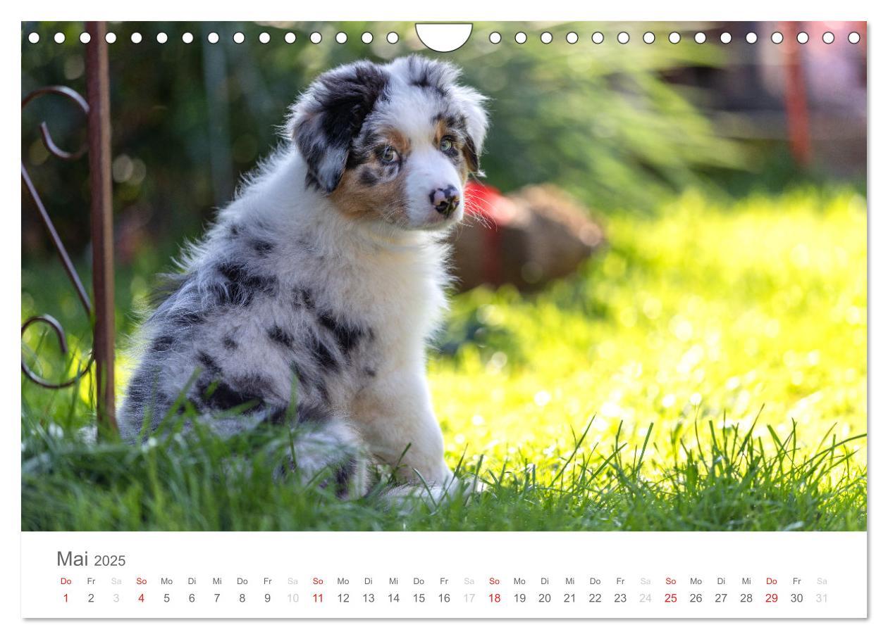 Bild: 9783435673032 | Australian Shepherd 2025 (Wandkalender 2025 DIN A4 quer), CALVENDO...