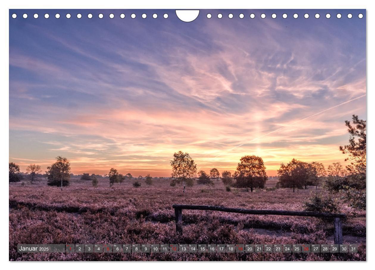 Bild: 9783383841361 | Die Lüneburger Heide - In voller Blüte (Wandkalender 2025 DIN A4...