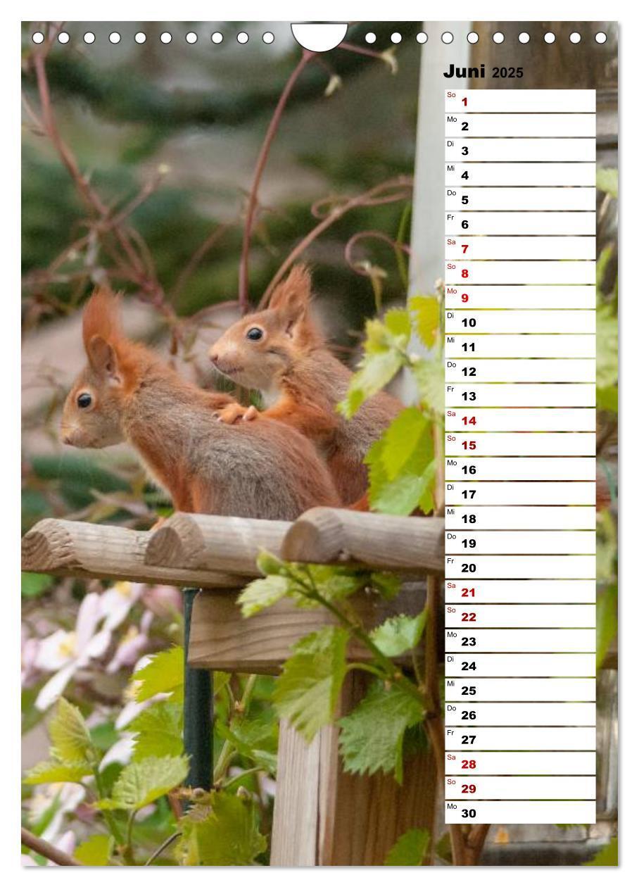 Bild: 9783435985302 | Eichhörnchen - kleine Tiere, große Liebe (Wandkalender 2025 DIN A4...