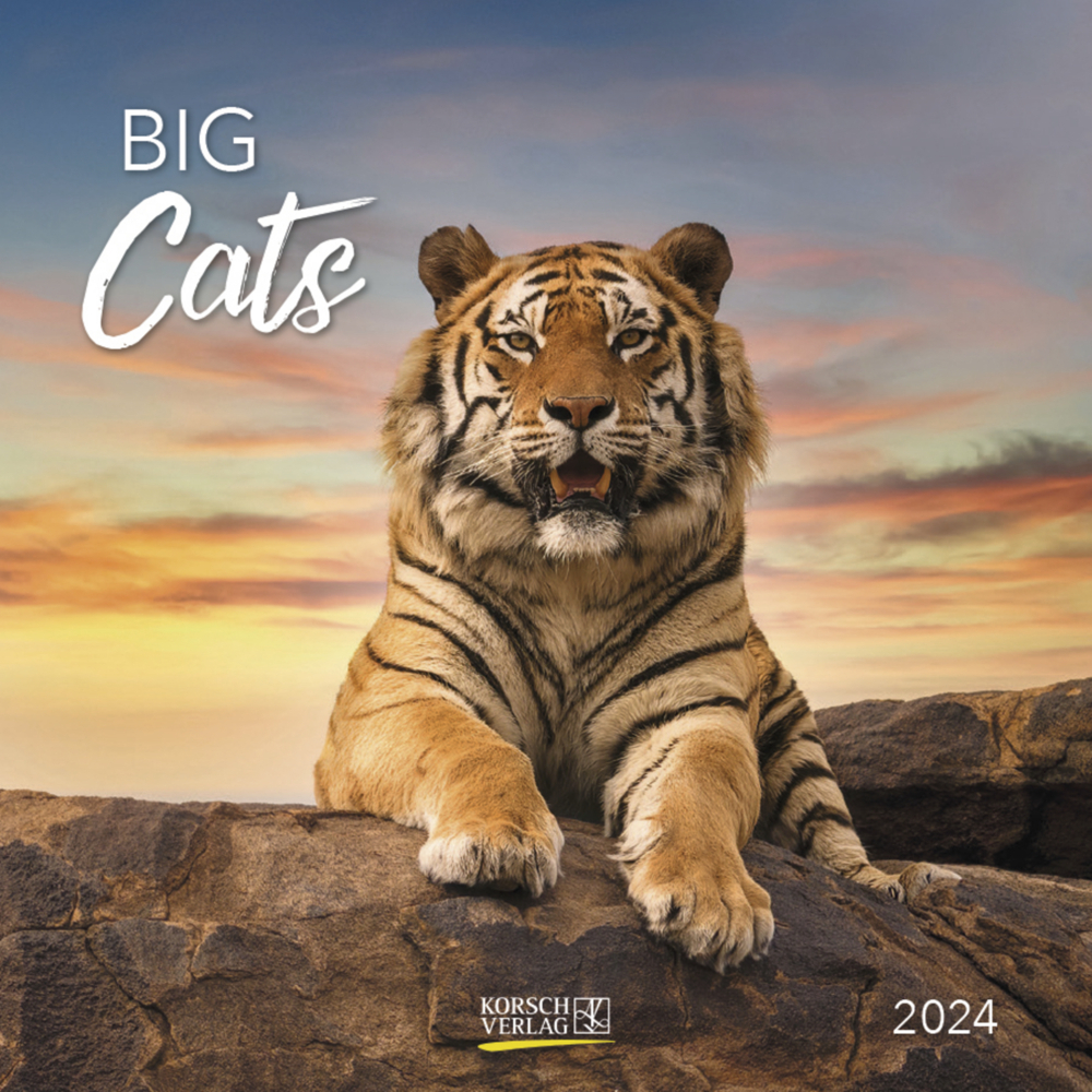 Cover: 9783731869221 | Big Cats 2024 | Korsch Verlag | Kalender | Englisch Broschur | 13 S.
