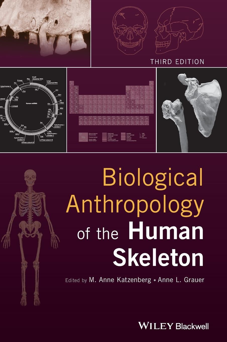 Cover: 9781119151616 | Biological Anthropology of the Human Skeleton | Anne L. Grauer (u. a.)
