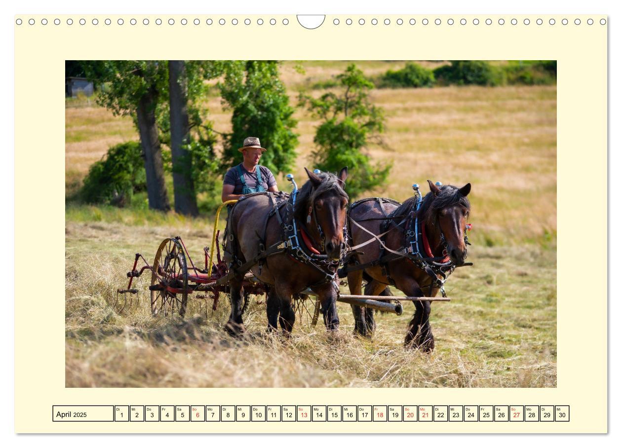 Bild: 9783435101795 | Arbeitspferde - Alltag des belgischen Kaltbluts (Wandkalender 2025...