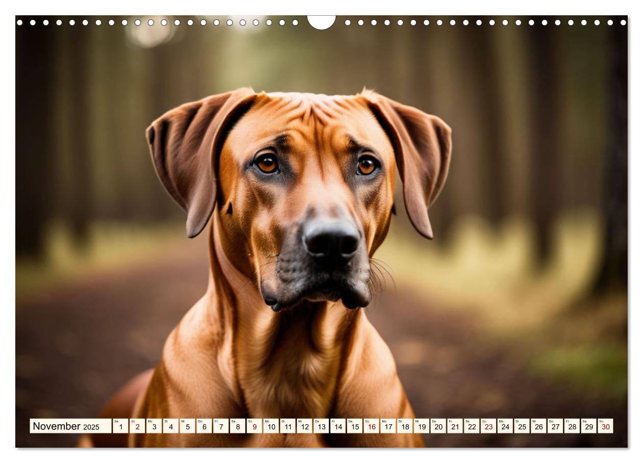 Bild: 9783457146064 | Rhodesian Ridgeback - Athlet mit Rückenkamm (Wandkalender 2025 DIN...