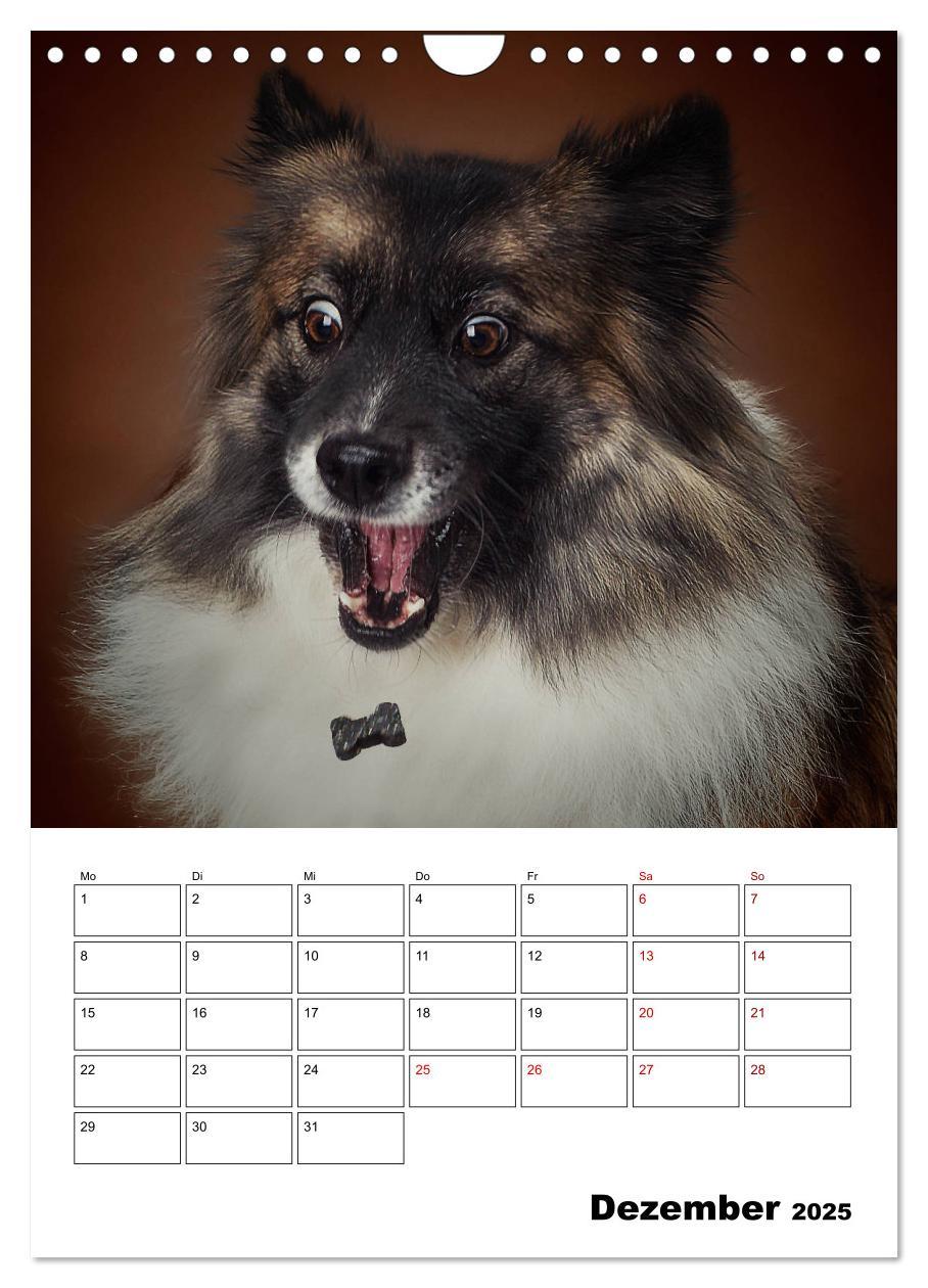 Bild: 9783435981847 | Fang das Leckerli (Wandkalender 2025 DIN A4 hoch), CALVENDO...