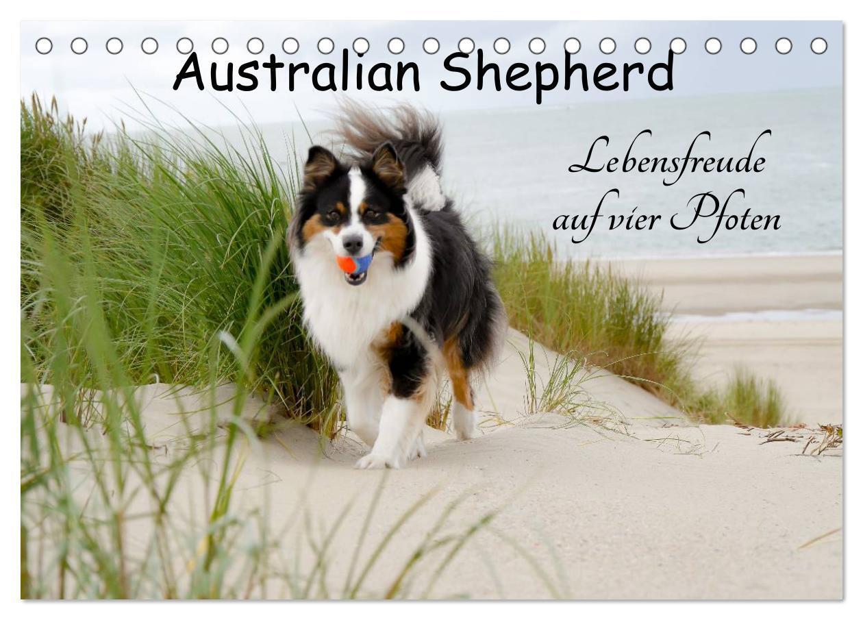 Cover: 9783383335419 | Australian Shepherd - Lebensfreude auf vier Pfoten (Tischkalender...