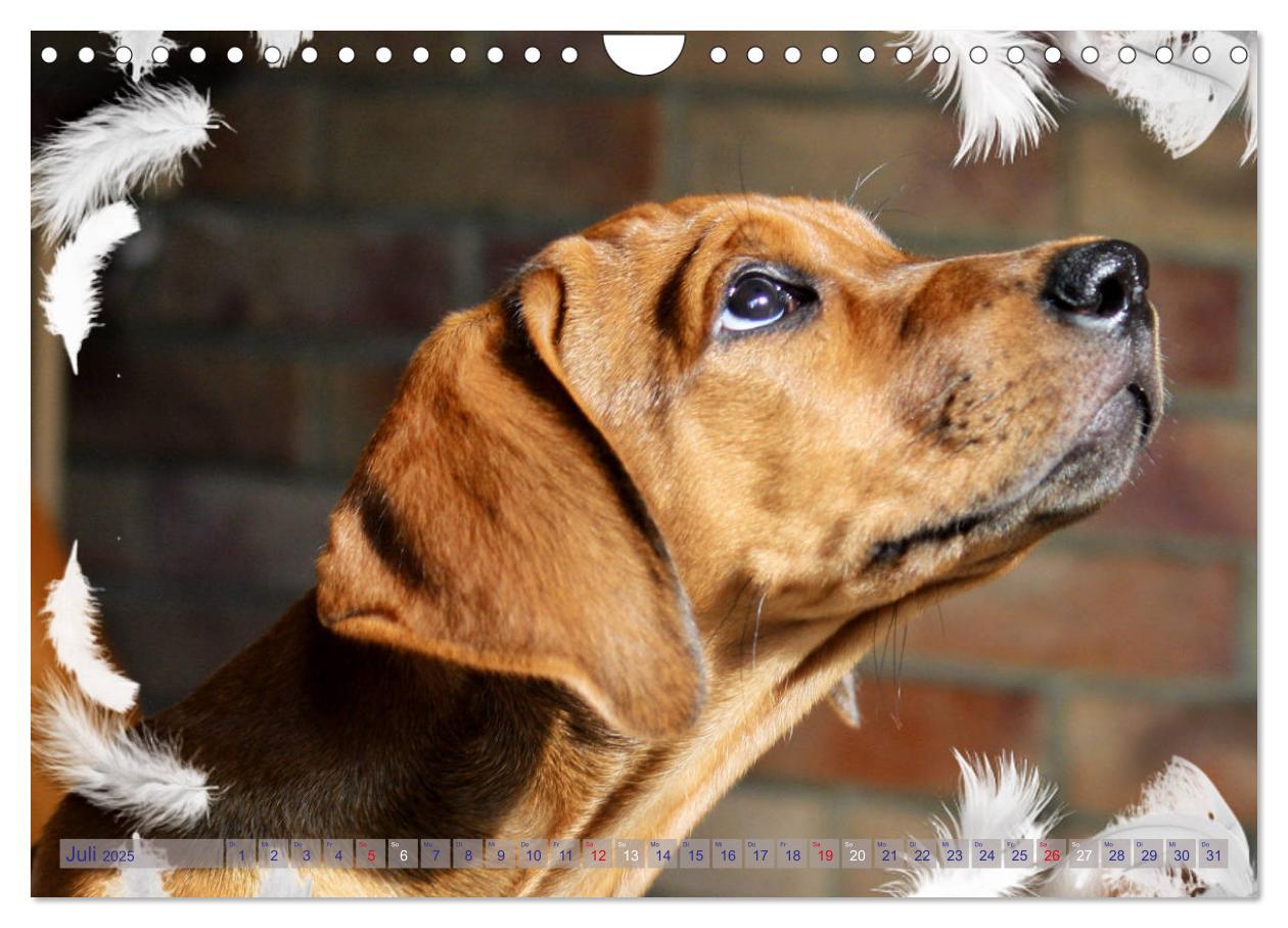 Bild: 9783435369614 | Rhodesian Ridgeback - Moments (Wandkalender 2025 DIN A4 quer),...