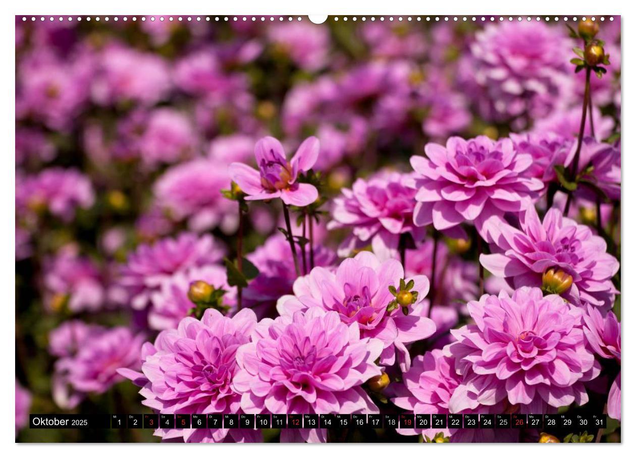 Bild: 9783435663316 | Dahlia - Dahlien (Wandkalender 2025 DIN A2 quer), CALVENDO...