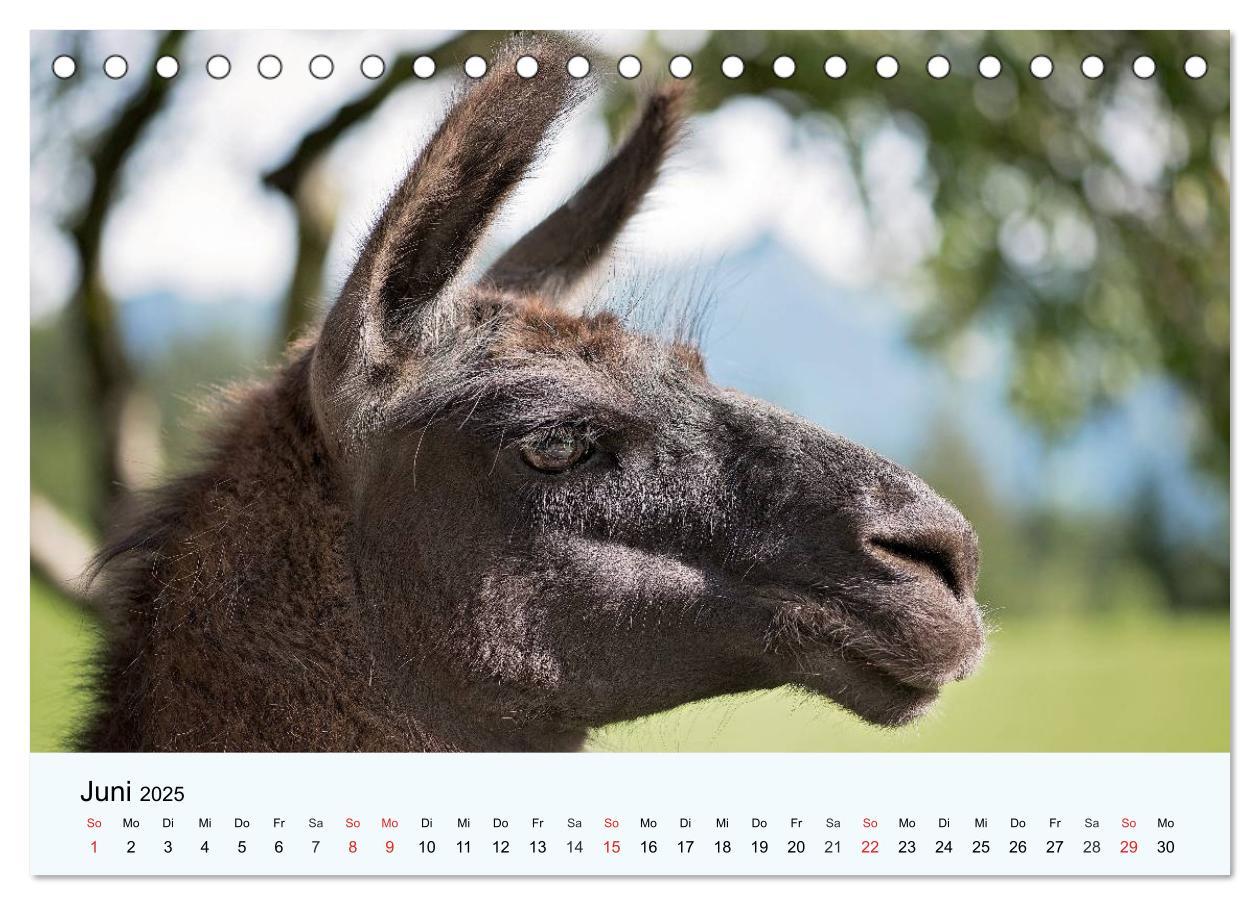 Bild: 9783435482511 | Die Kameliden. Hübsche Kamele, Lamas und Alpakas (Tischkalender...