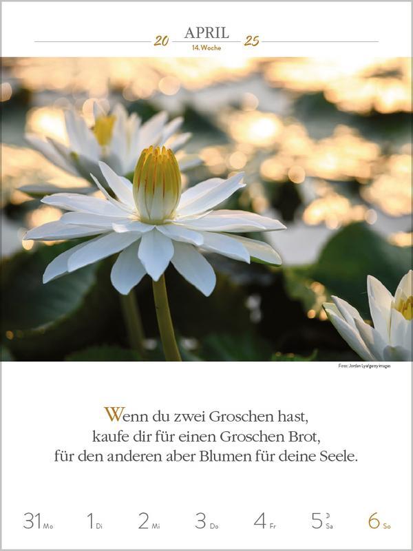 Bild: 9783731877264 | Buddhistische Weisheiten 2025 | Verlag Korsch | Kalender | 54 S.