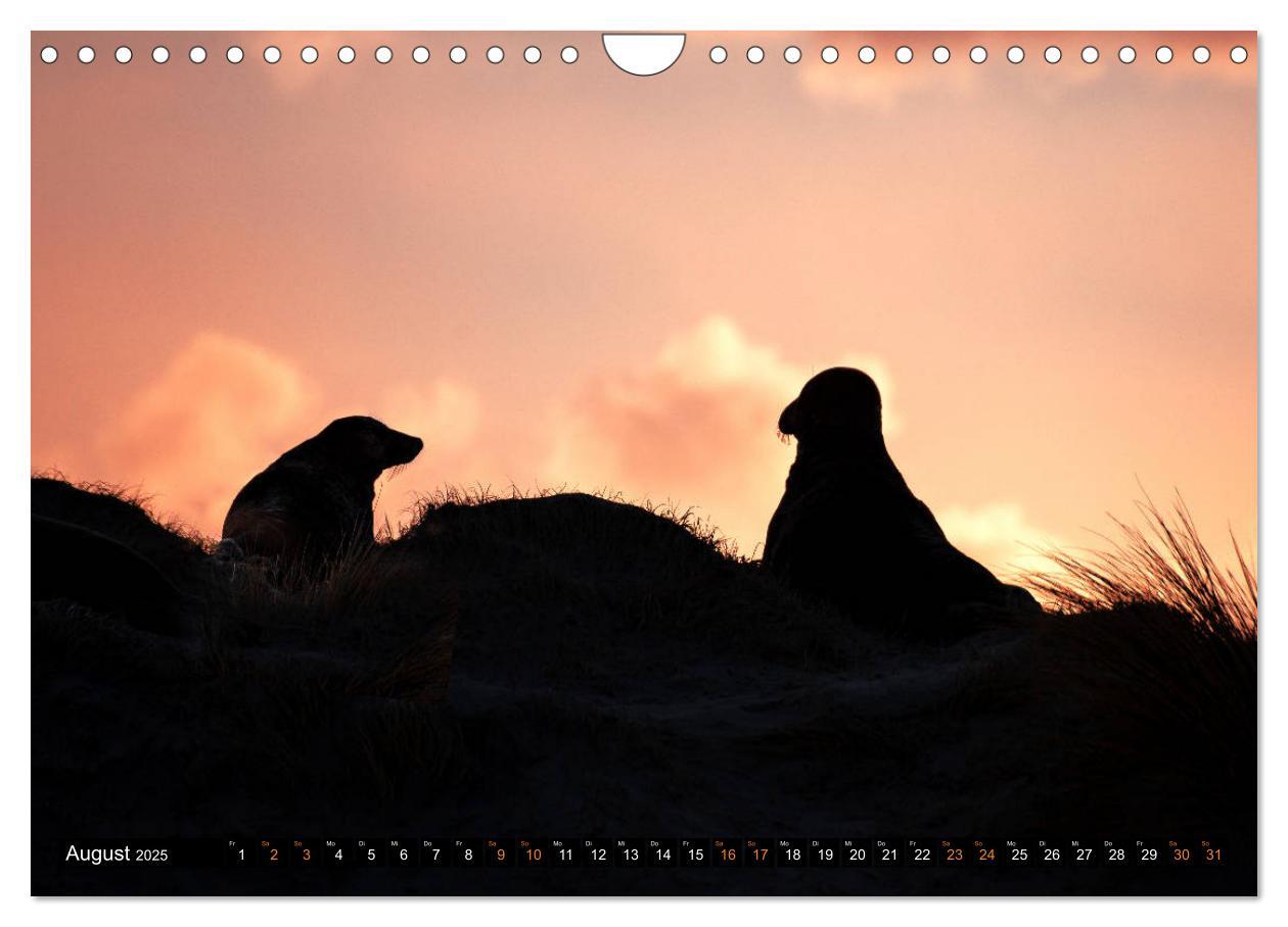 Bild: 9783435252442 | Kegelrobben - Die Kegelrobben von Helgoland (Wandkalender 2025 DIN...