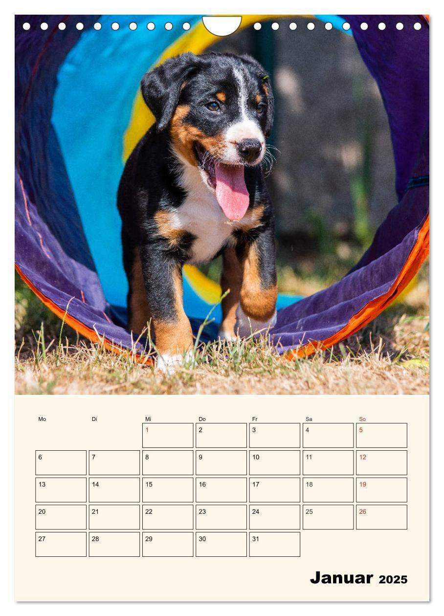 Bild: 9783435936939 | Appenzeller Sennenhund - Mit Plan durch das Jahr (Wandkalender 2025...