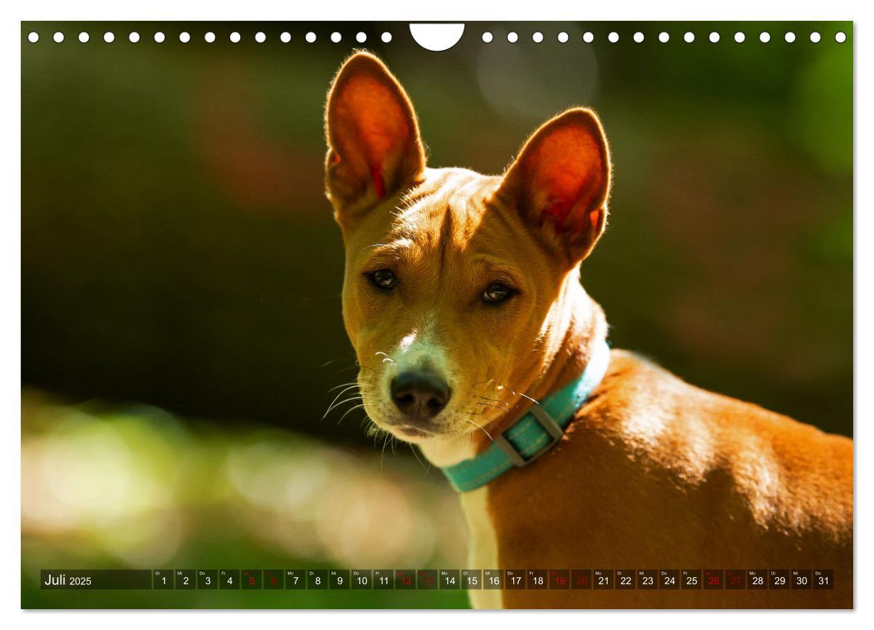 Bild: 9783435025978 | Coole Basenjis (Wandkalender 2025 DIN A4 quer), CALVENDO...