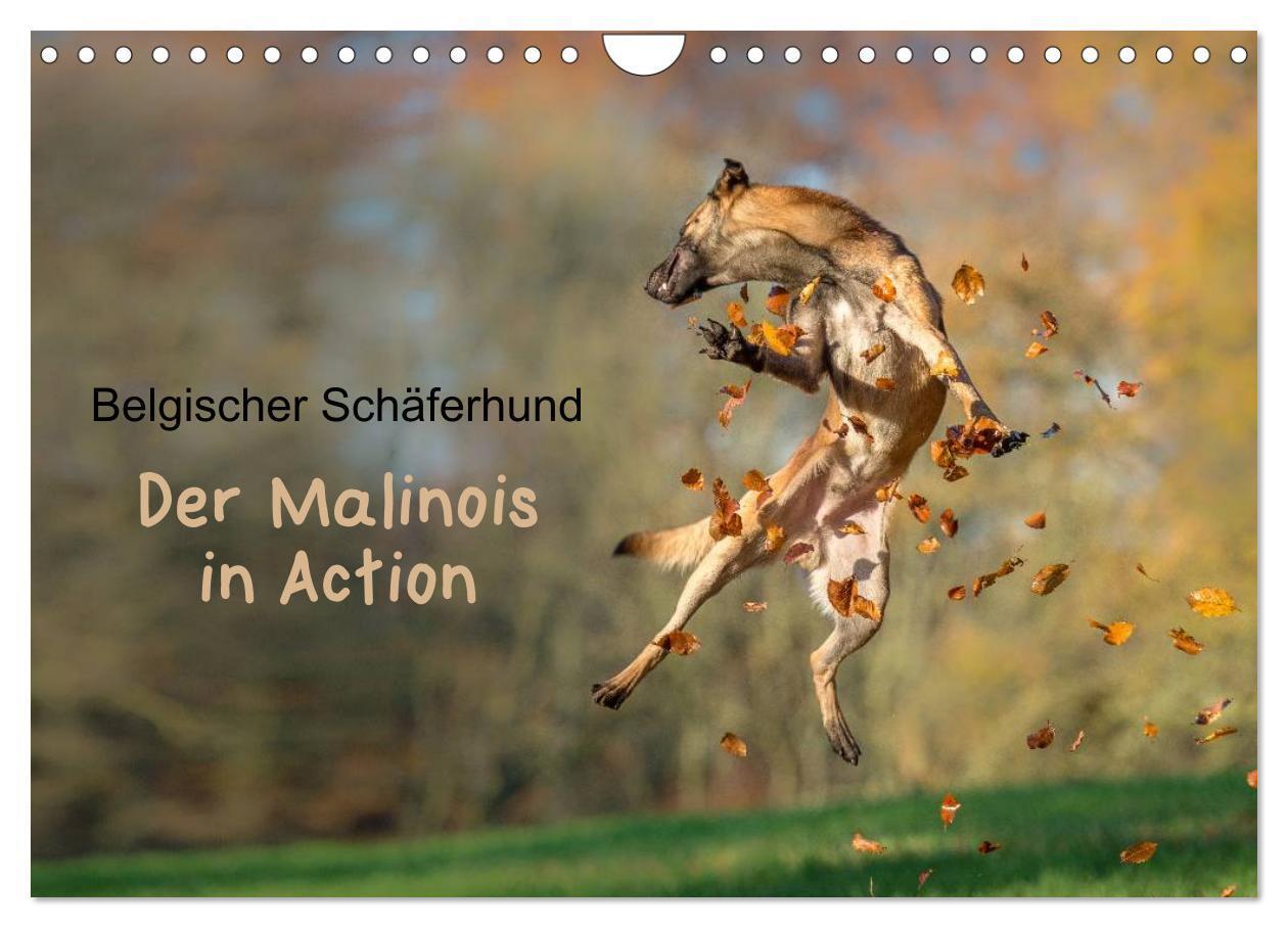 Cover: 9783435631919 | Belgischer Schäferhund - Der Malinois in Action (Wandkalender 2025...