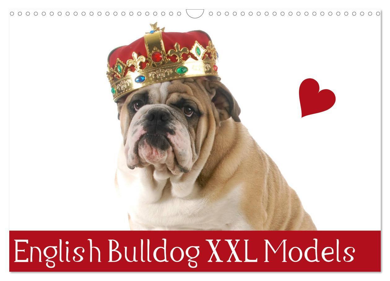 Cover: 9783383541766 | English Bulldog XXL Models (Wandkalender 2024 DIN A3 quer),...