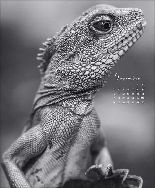 Bild: 9783731880011 | WildLife 2025 | Korsch Verlag | Kalender | 14 S. | Deutsch | 2025