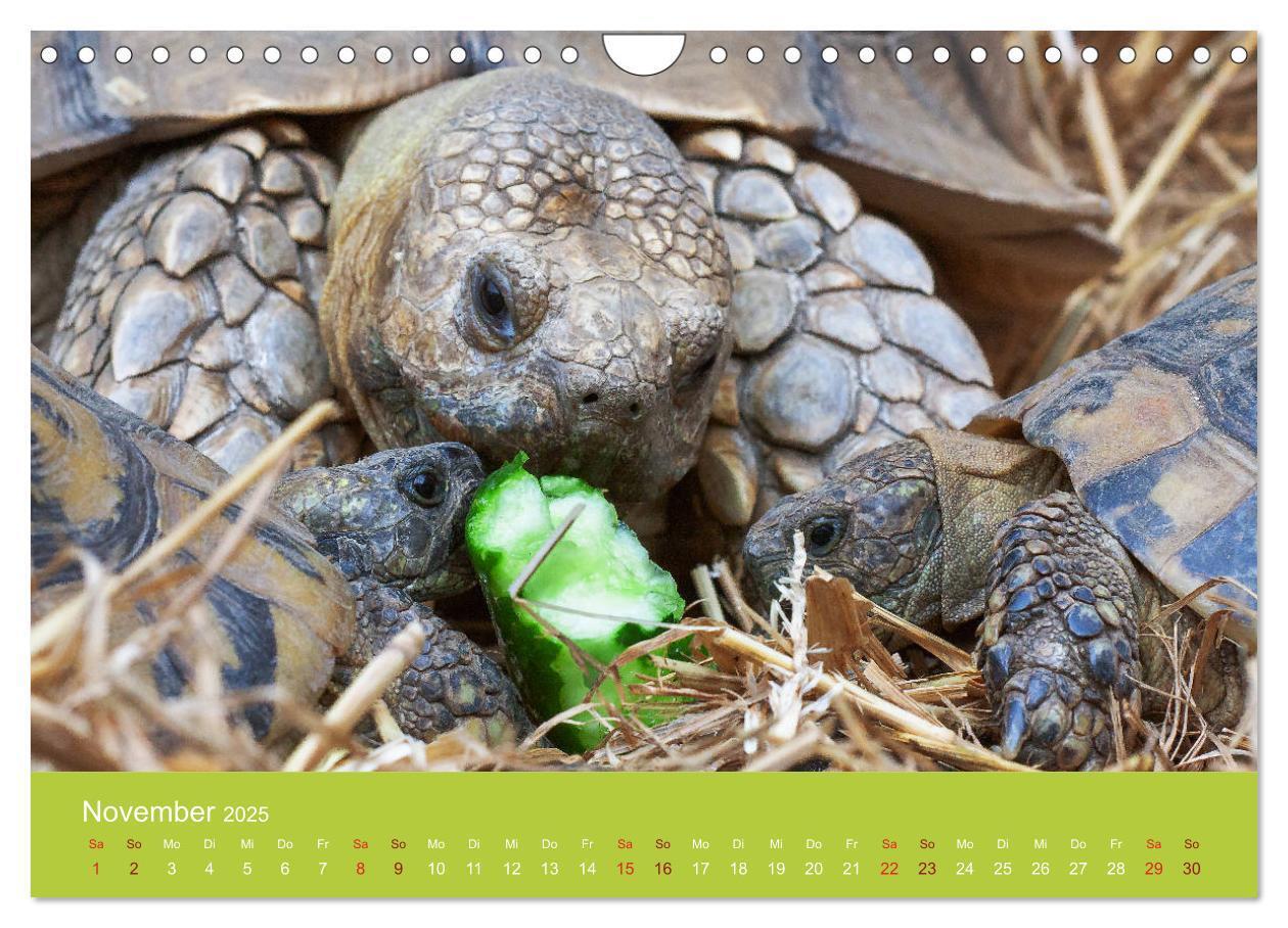 Bild: 9783435315895 | Meine Schildkröten (Wandkalender 2025 DIN A4 quer), CALVENDO...