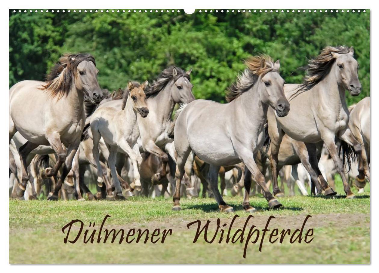 Cover: 9783383616501 | Dülmener Wildpferde (Wandkalender 2024 DIN A2 quer), CALVENDO...
