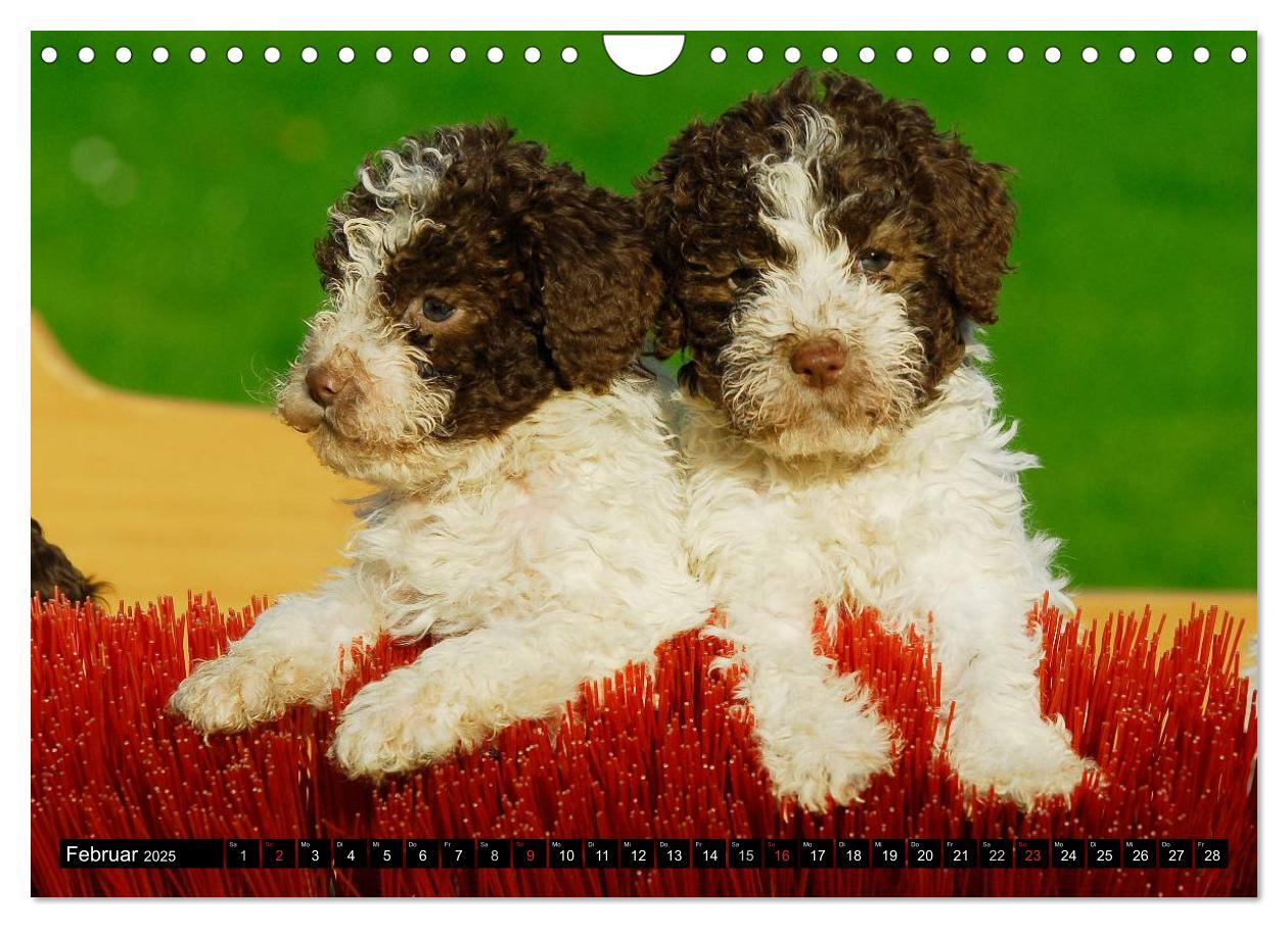 Bild: 9783435570898 | Lagotto Romagnolo - Italienischer Trüffelhund (Wandkalender 2025...