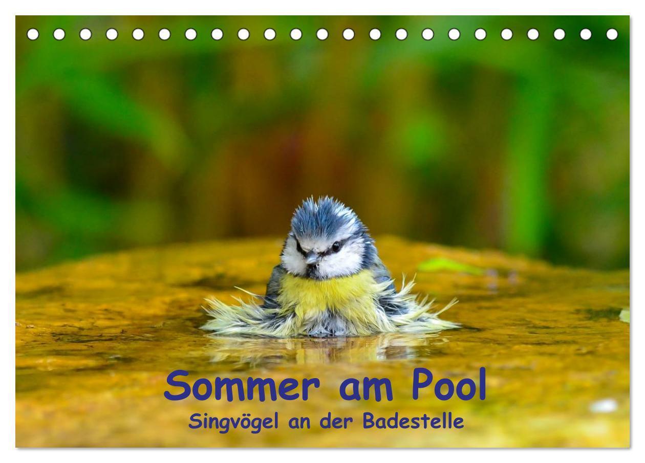 Cover: 9783675577121 | Sommer am Pool - Singvögel an der Badestelle (Tischkalender 2024...
